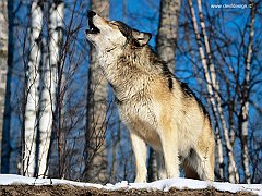 Morning Howl, Howling Wolf copia
